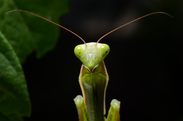 Macro portrait Mantis religiosa.