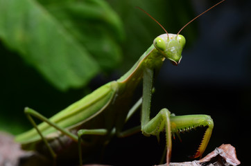 Macro portrait Mantis religiosa.