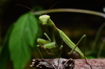 Macro portrait Mantis religiosa.