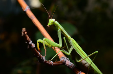Macro portrait Mantis religiosa.