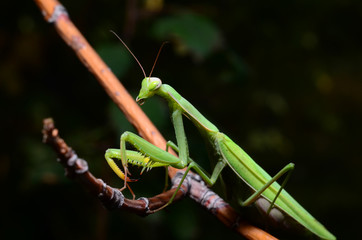 Macro portrait Mantis religiosa.