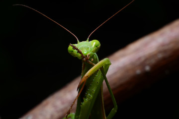 Macro portrait Mantis religiosa.