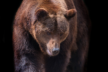 Obraz premium Brown bear portrait close up in motion isolated on black background