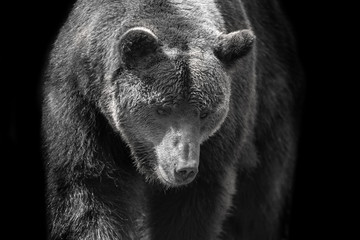 Brown bear portrait close up in motion. Black and white