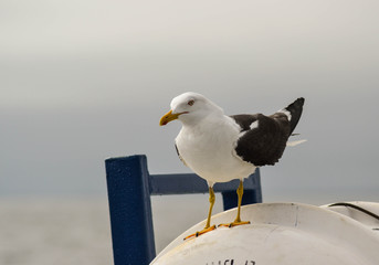 seagull