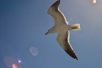 seagull