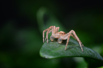 Spider on a green leaf (Philodromus dispar)