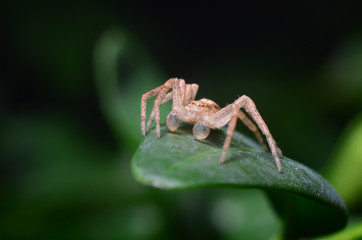 Spider on a green leaf is looking for a victim