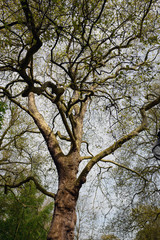 Obraz premium london