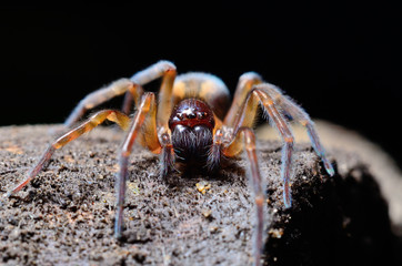 Scary spider in the garden