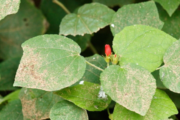 Close Flower stem growing