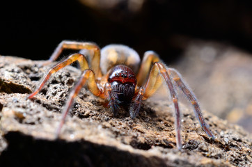 Scary spider in the garden