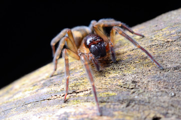 Scary spider in the garden