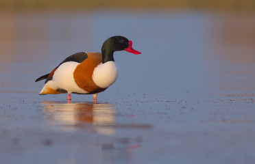 Common Shelduck - Tadorna tadorna - Curonian Lagoon, Lithuania