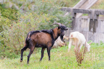 Obraz premium Goat