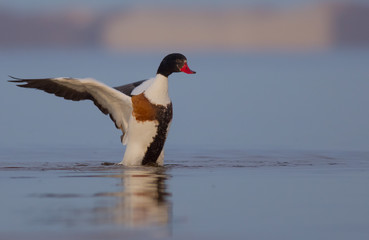 Common Shelduck - Tadorna tadorna - Curonian Lagoon, Lithuania