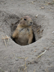 Prairie dog in the hole. Marmots.