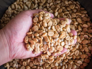 Coffee bean in hand.