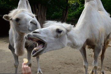 Funny camel in zoo