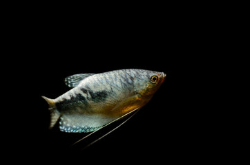 Three spot gourami, blue gourami aquarium fish isolated on a black background. Trichogaster trichopterus