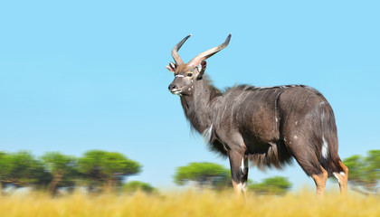 Male Nyala antelope (Tragelaphus angasii). Wildlife animal.