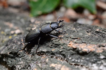 Stag beetle, Dorcus parallelipipedus