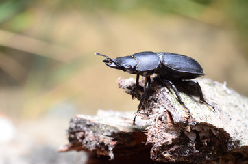 Stag beetle, Dorcus parallelipipedus
