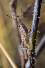 Grasshopper on the grass
