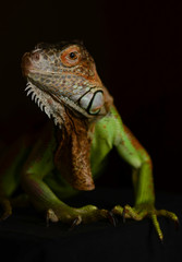 Green iguana (Iguana iguana) on a black background