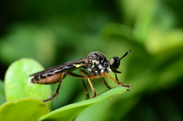 Asilidae on a green leaf