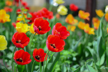 Spring beautiful tulips.