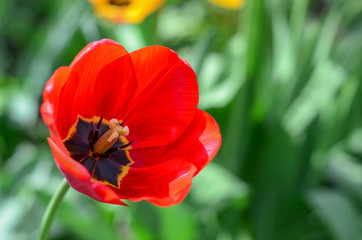 Spring beautiful tulips.