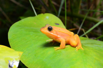 Albino frog