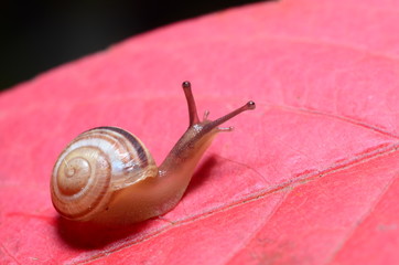 Incredibly Striking Photos of Snails. Little snail.