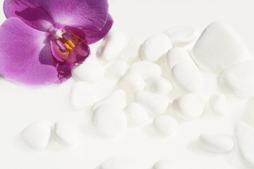 White stones and orchid
