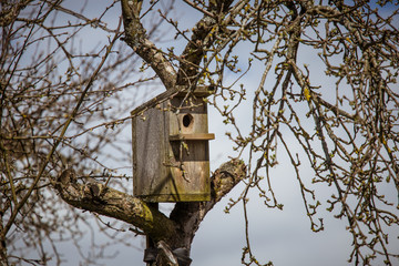 A beautiful black starling with a bird house in an apple tree