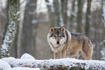 Loup