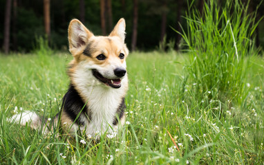 Happy and active purebred Welsh Corgi dog outdoors in the grass on a sunny summer day.