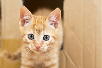 rotes Kätzchen mit blauen Augen