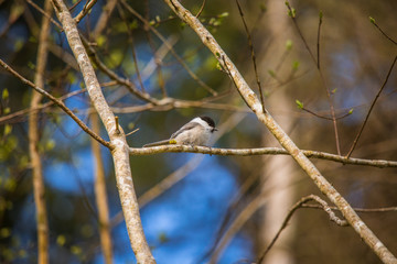 A beautiful small forest tit during nesting season