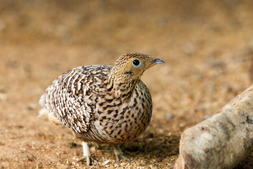 Bird standing on the ground
