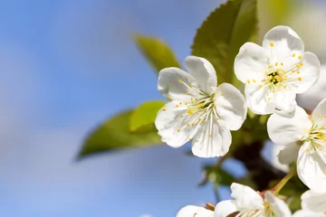 Crédence de cuisine en verre imprimé Fleur de cerisier hübsche weiße Kirschbaumblüten mit blauem Himmel
