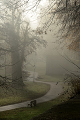 Road in foggy park