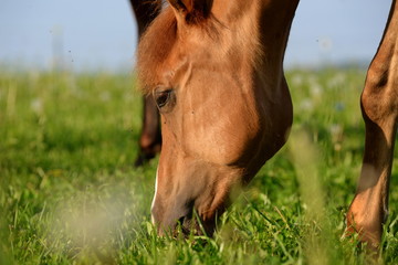 Naklejka na ściany i meble grazing beauty, brown horse in portrait grazing in the evening sun