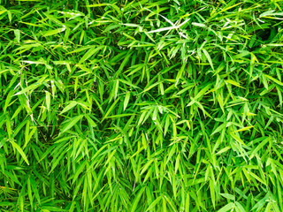 Green bamboo leaves for background