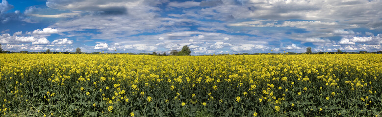 Fototapeta premium Rapsfeld mit blauen Himmel und Wolken, Panoramafoto
