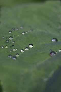 Droppar Images – Browse 59 Stock Photos, Vectors, and Video | Adobe Stock