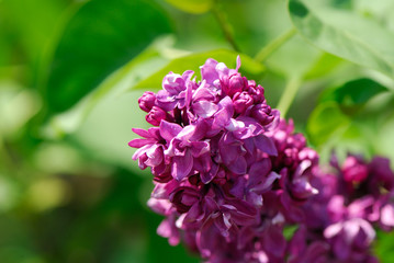 Lilac flowers