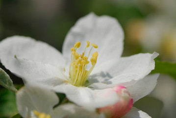 Flowers of an apple tree