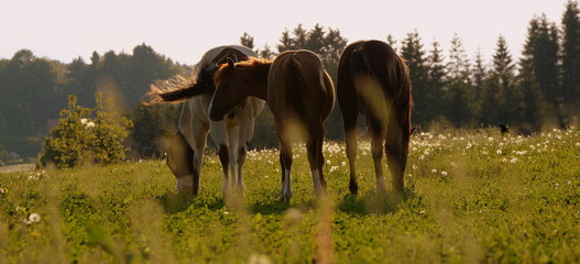 die glorreichen Drei, drei Pferde im stimmungsvollen Abendlicht auf einer Wiese mit Pusteblumen